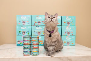 Official Web Site Nala Cat